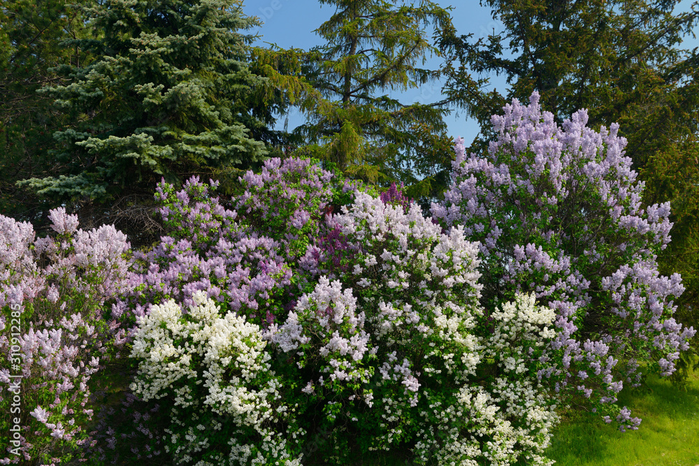 White to purple Common Lilac bushes flowering beside Spruce trees in Spring