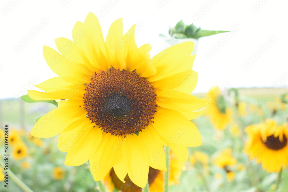 Fototapeta premium Sunflowers