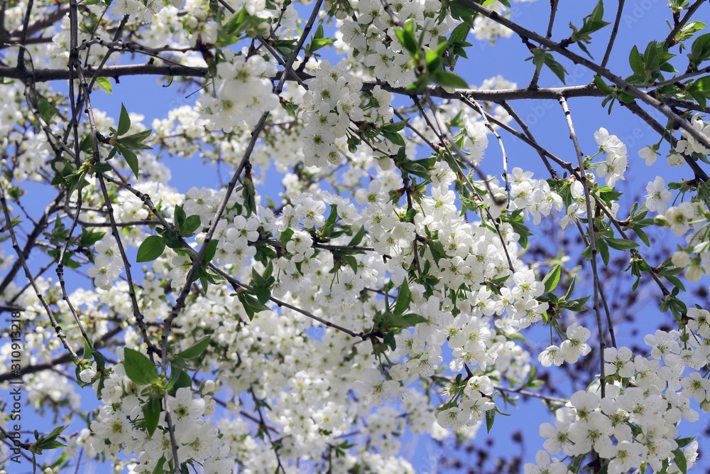 Branches of a blossoming cherry against the blue sky in a park, garden, in the natural environment, spring