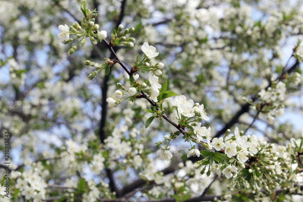 Branches of a blossoming cherry against the blue sky in a park, garden, in the natural environment, spring Branches of a blossoming cherry against the blue sky in a park, garden, in the natural environment, spring