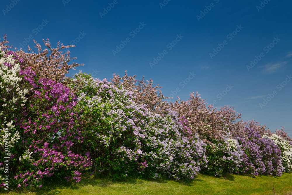 Row of Common Lilac bushes flowering beside pink crabapple trees in Spring Row of Common Lilac bushes flowering beside pink crabapple trees in Spring