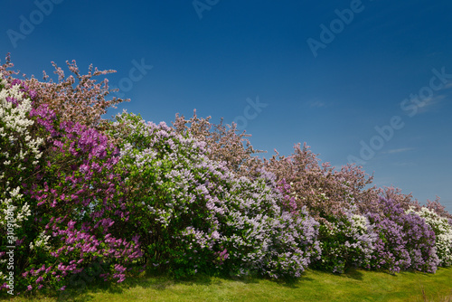 Row of Common Lilac bushes flowering beside pink crabapple trees in Spring