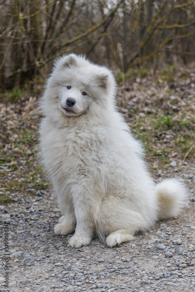 Portrait of a white Samoyed dog Portrait of a white Samoyed dog