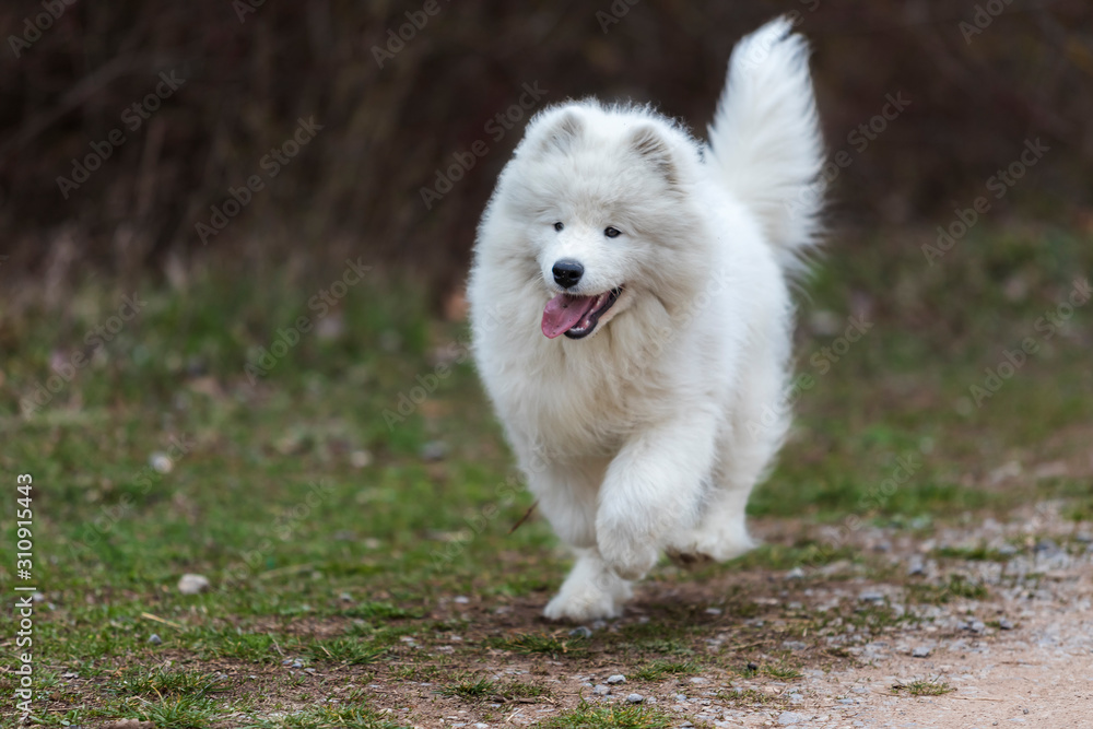 Portrait of a white Samoyed dog Portrait of a white Samoyed dog