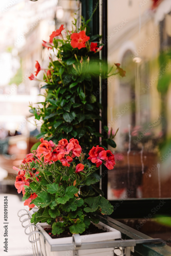 Bright red flowers in white pots on the street. Beautiful fresh flowers with fragile petals