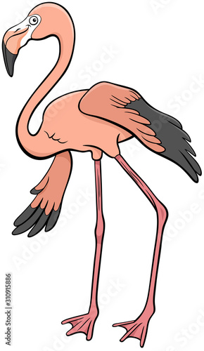 flamingo bird animal character cartoon illustration