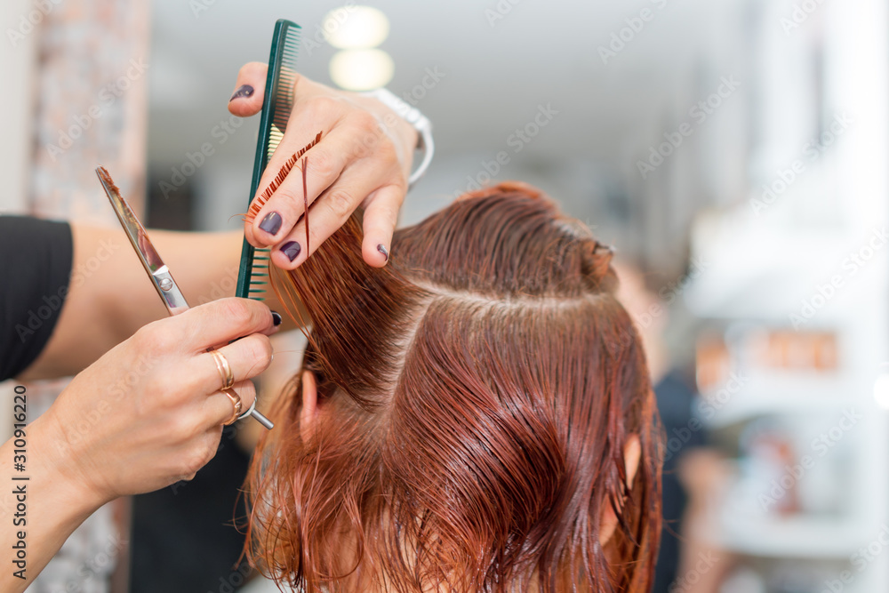 Fototapeta premium Woman getting a new haircut. Female hairstylist cutting hair with scissors in hair salon. Hairdresser hold in hand between fingers lock of hair, comb and scissors closeup.