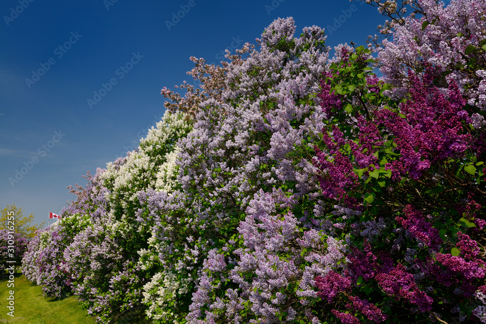 Canadian flag and border of naturalized Common Lilac bushes in bloom in Spring