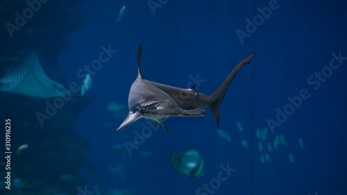 hammerhead shark wallpaper 
