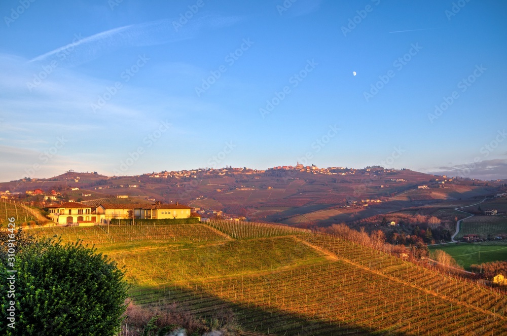 Morning winter view on landscape of smooth hills with rows of vineyards in the Langhe region, Cuneo, Piedmont, Italy