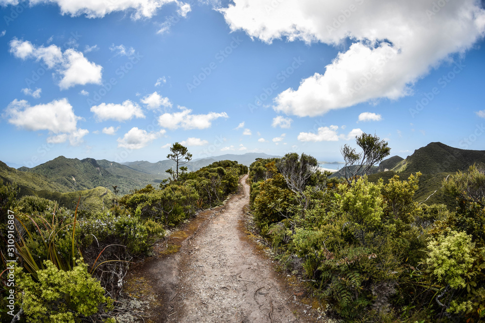 Hiking on Great Barrier Island, New Zealand