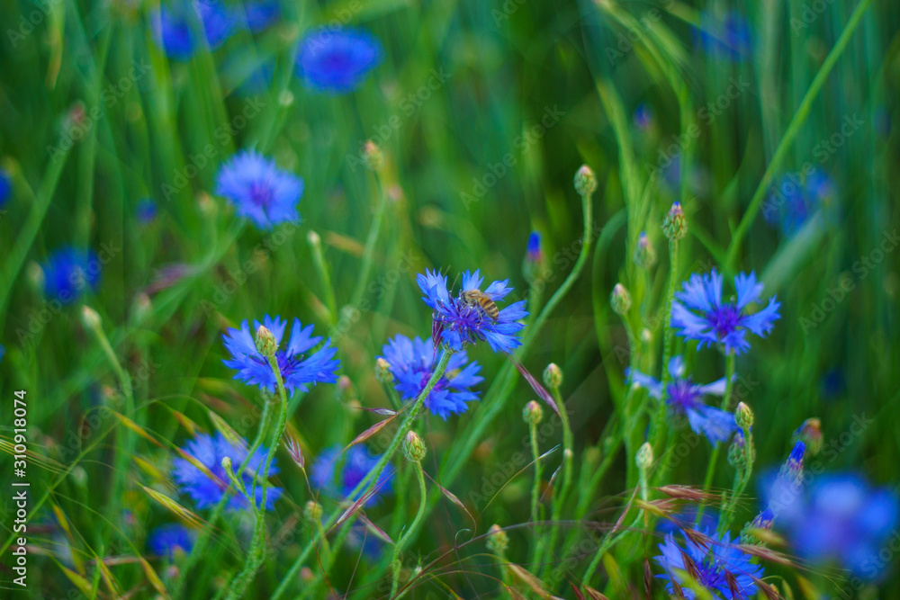 Biene bestäubt Kornblumenblüten Biene bestäubt Kornblumenblüten