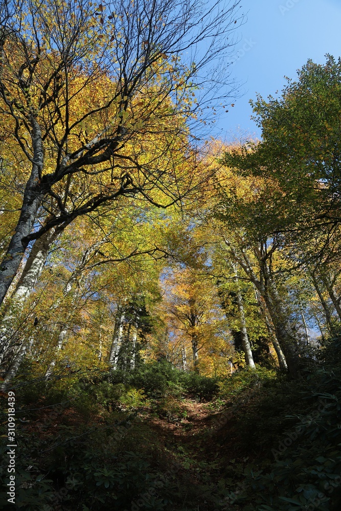 Autumn village trees landscape view. Autumn village scene. 