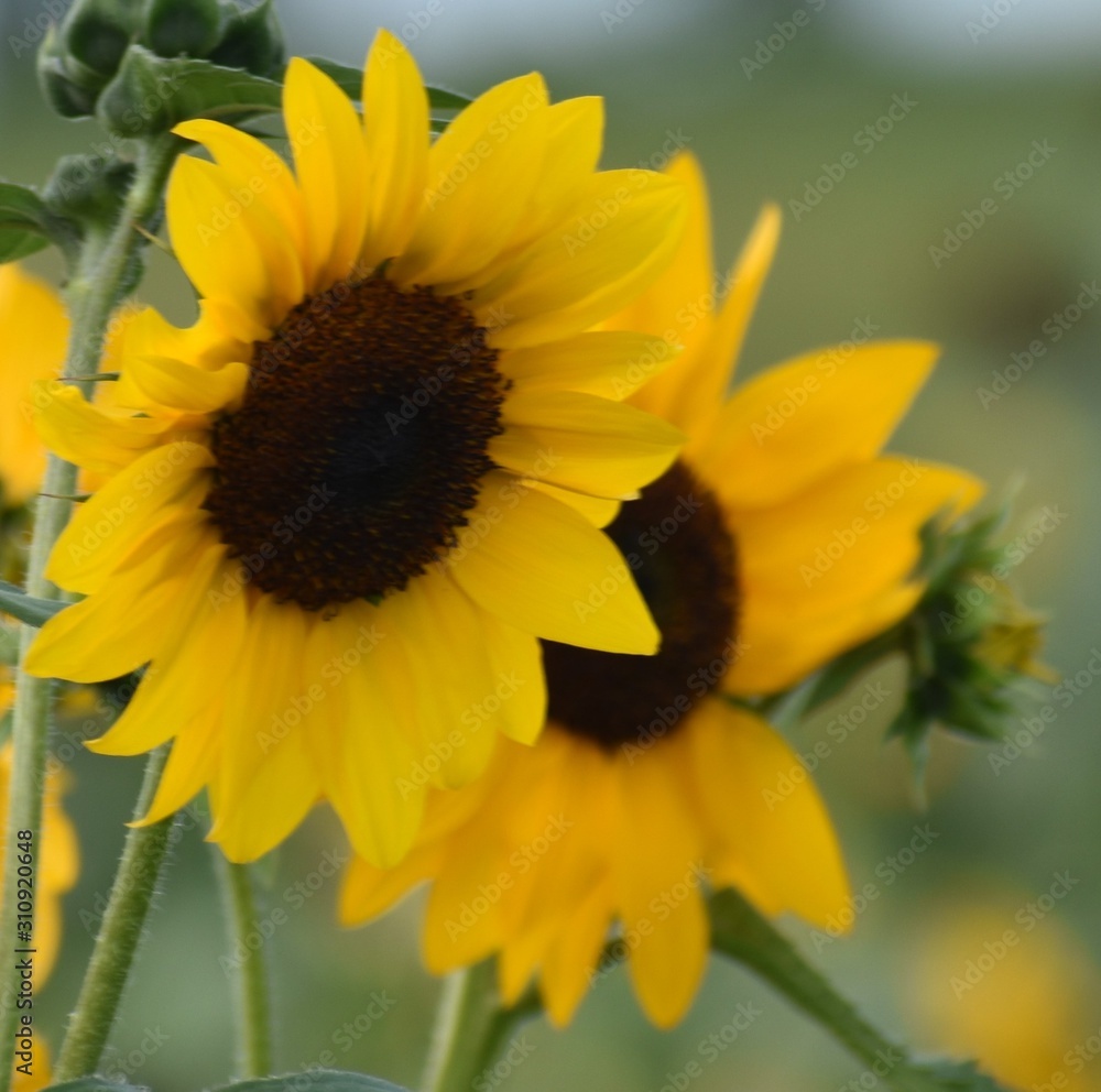 sunflower on a farm sunflower on a farm