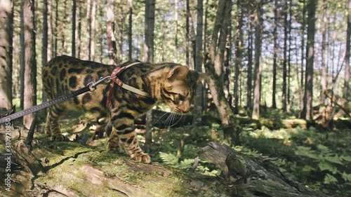 One cat in a city park. Bengal wildcat walk on the forest in collar. Asian Jungle Cat or Swamp or Reed. Domesticated leopard cat hiding, hunting and playing in grass. Domestic cat in outdoor nature.