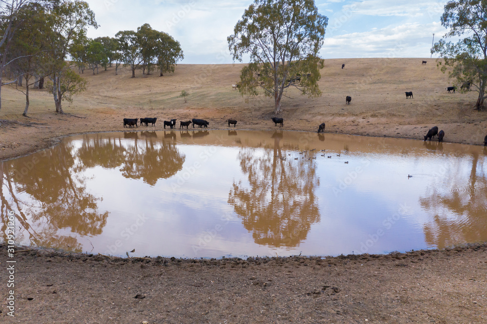 Aerial view of an agricultural water dam with cows and ducks outside of Adelaide in South Australia Aerial view of an agricultural water dam with cows and ducks outside of Adelaide in South Australia