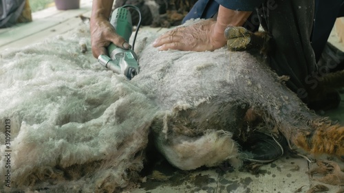 Men shearer shearing sheep at agricultural show in competition. The process by which wool fleece of a sheep is cut off. Electric professional sheep manual hair clipper sheep cutting shearing machine.