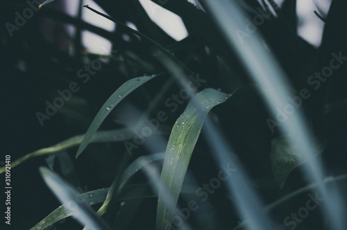 Leaves close-up in the garden after rain