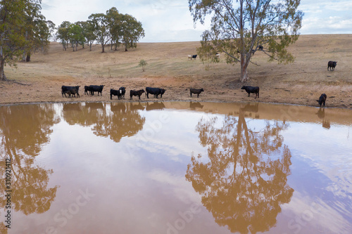 Aerial view of an agricultural water dam with cows outside of Adelaide in South Australia