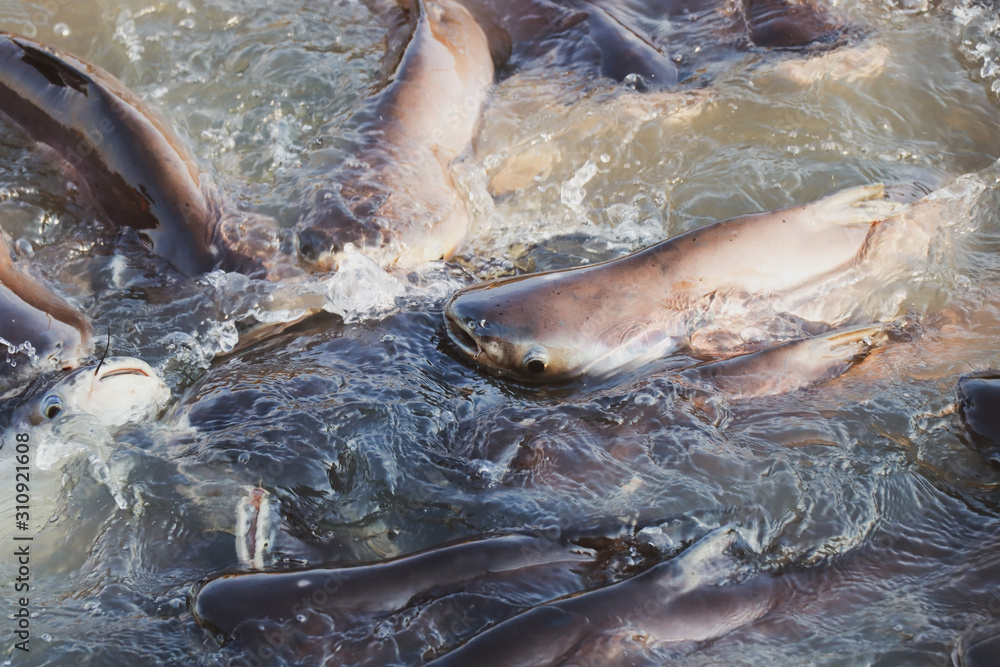 Fototapeta premium group of pangasius eat food in the river