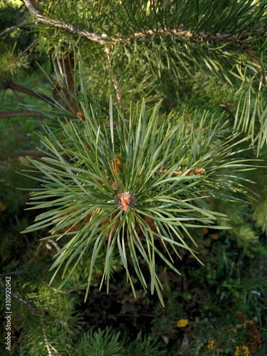 green spruce branches for the new year