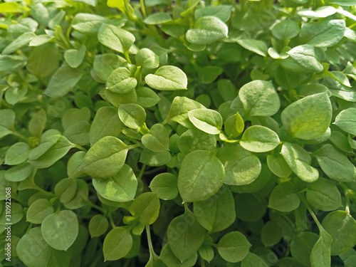 many small green leaves