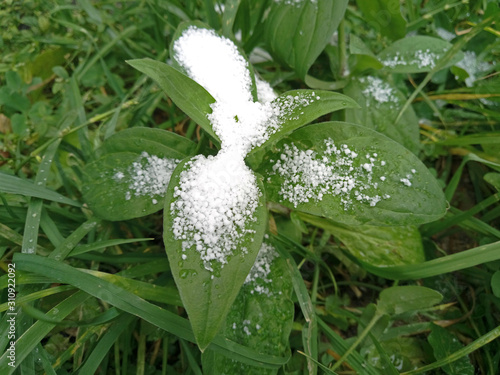 fresh snow on green leaves of plants