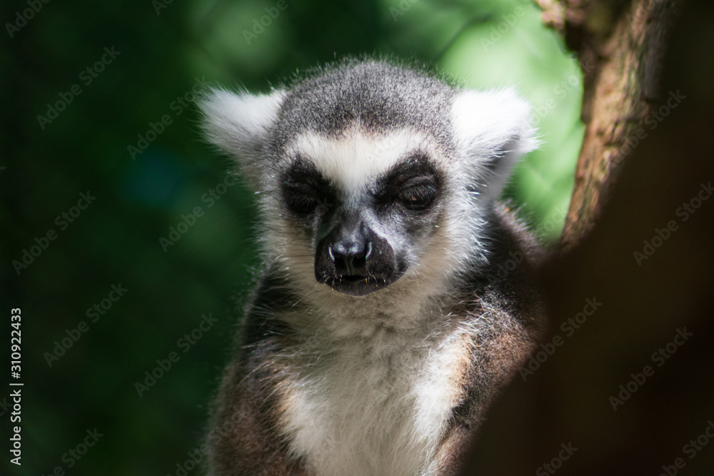 Obraz premium Lemur animal exótico descansando en árbol del zoológico