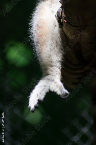 Pie de Lemur animal exótico 