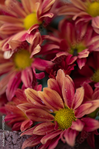 Pink and Orange Daisies Closeup Shot With Water Droplets