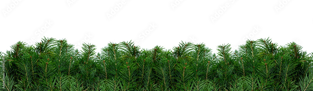 Natural Background of Christmas tree branches on white background. Copy space. Texture