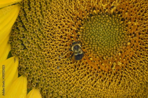 sunflower on a farm