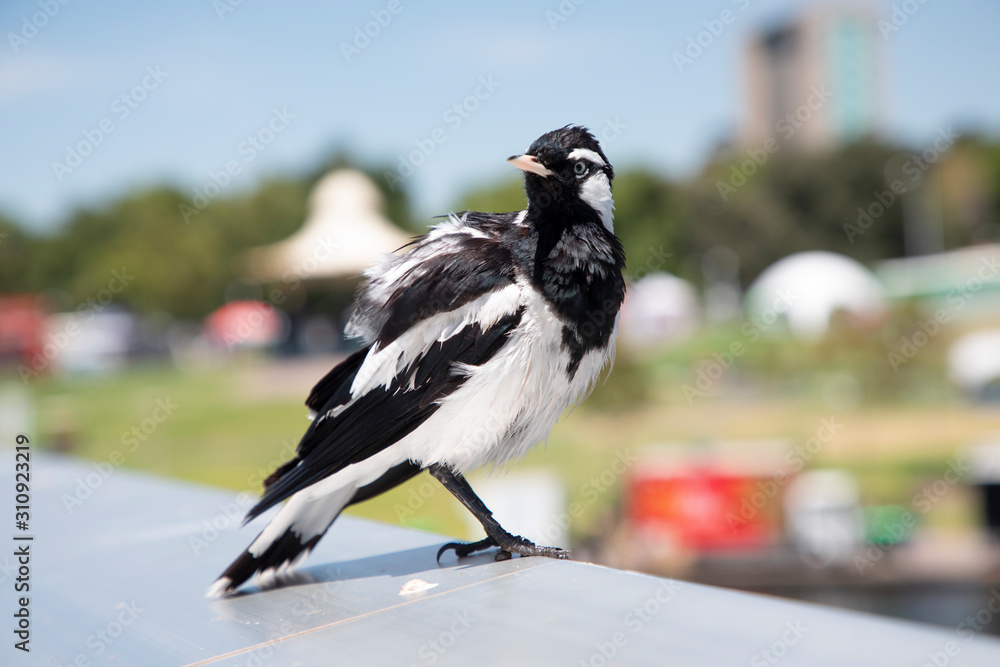 Obraz premium A black and white magpie bird sitting on an aluminium hand rail in the sunshine