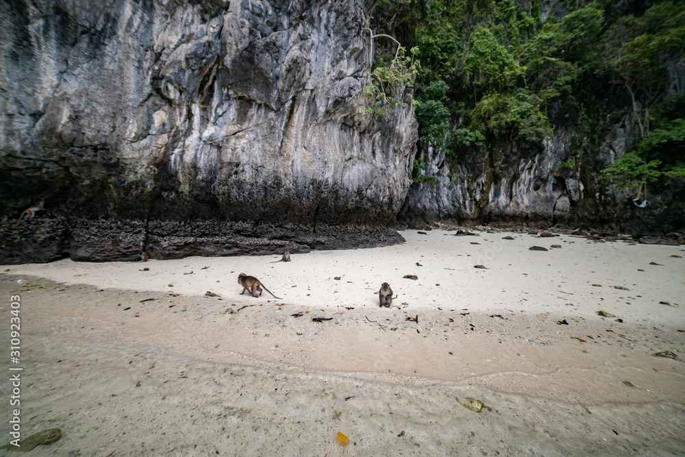 Macaque monkeys at Monkey beach in Phi Phi Islands, Thailand. Macaque monkeys at Monkey beach in Phi Phi Islands, Thailand.