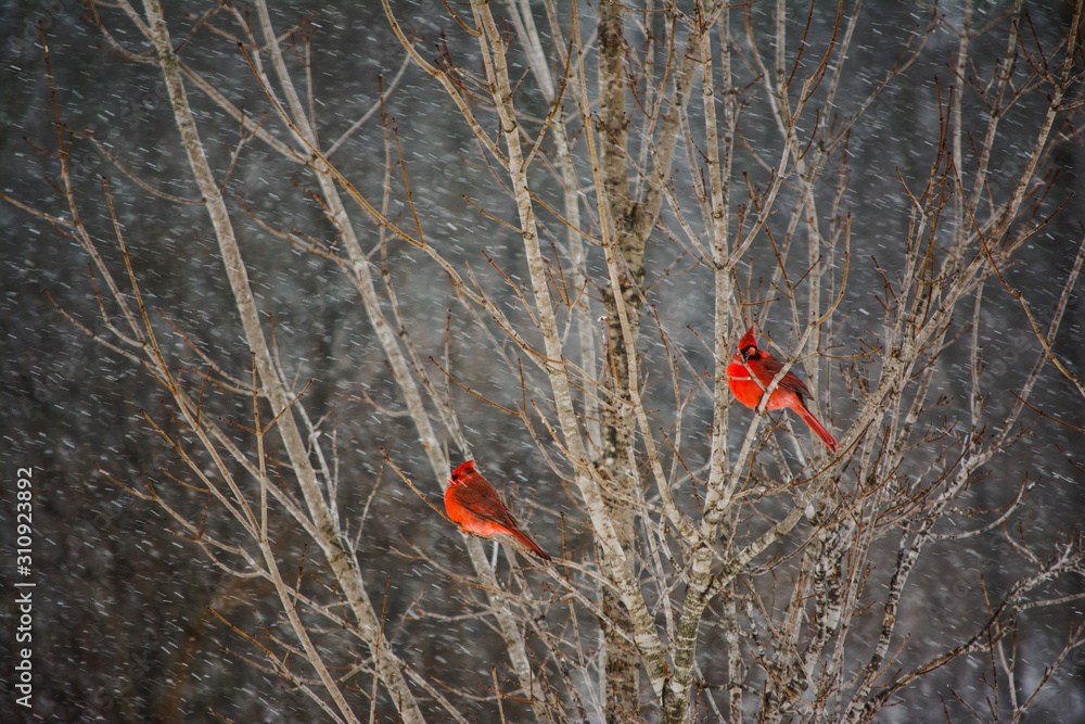 Two Male Cardinal Birds Perched in a Tree in the Winter Two Male Cardinal Birds Perched in a Tree in the Winter