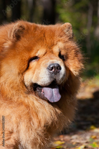 Red dog of Chow Chow breed, portrait © katamount