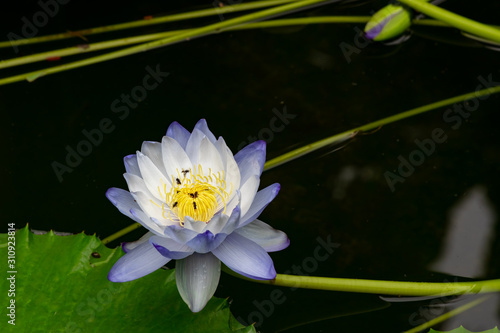 Blue lotus blooming in a pond