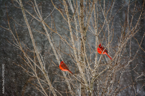 Two Male Cardinal Birds Perched in a Tree in the Winter