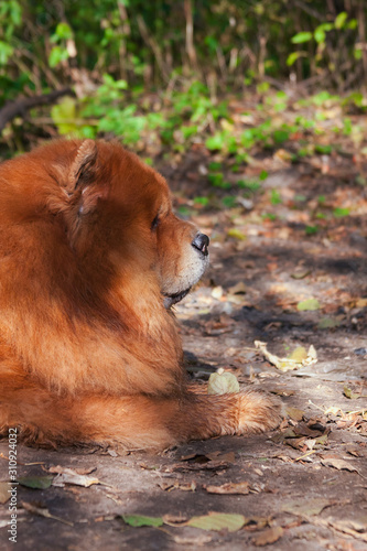 Red dog of the Chow Chow breed, profile portrait photo