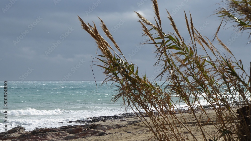 Meereslandschaft mit Gräsern als Hintergrund mit Platz für Text
