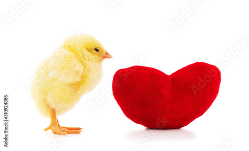Chicken with a toy heart.