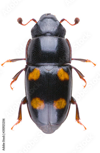 Glischrochilus hortensis is a species of beetle in the genus Glischrochilus of the family Nitidulidae. Isolated sap-beetle on white background. photo