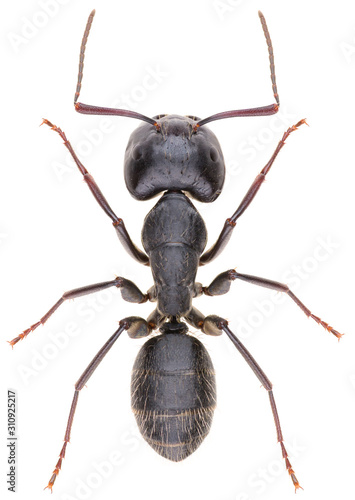 Large, black carpenter ant Camponotus vagus isolated on white background. Dorsal view of large black ant.