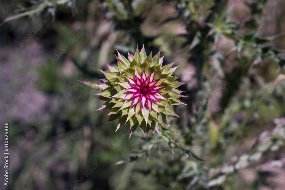 Beautiful thistle flower with spiky leaves and bright colors, with unfocused vegetation background. - Close up Beautiful thistle flower with spiky leaves and bright colors, with unfocused vegetation background. - Close up