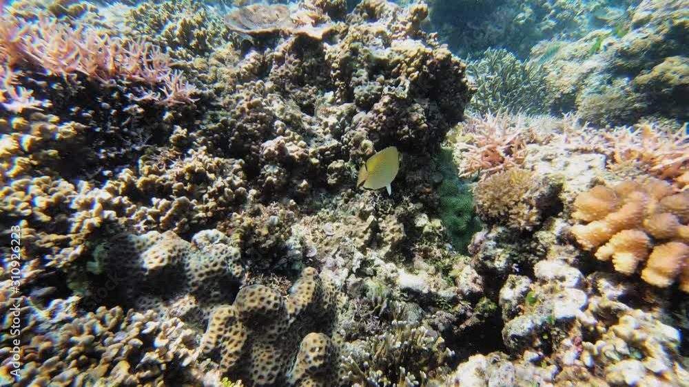 A handheld underwater shot over a vibrant coral reef, in the Philippines. Small colorful fish dip in and out of the coral. A handheld underwater shot over a vibrant coral reef, in the Philippines. Small colorful fish dip in and out of the coral.