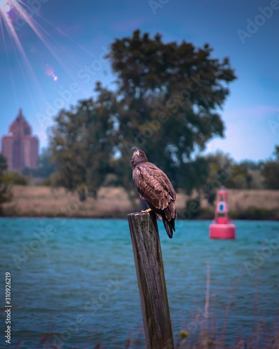 Baby bald eagle looking up and waiting for head feathers to turn white photo