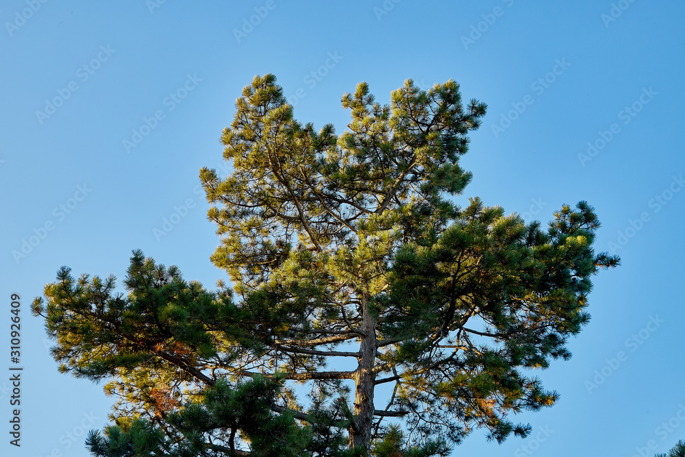 Tops of sprice tree and blue sky background. Natural photo Tops of sprice tree and blue sky background. Natural photo