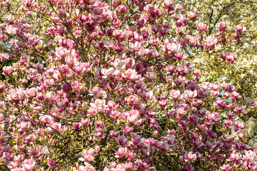 Saucer magnolia tree in full blossom Saucer magnolia tree in full blossom