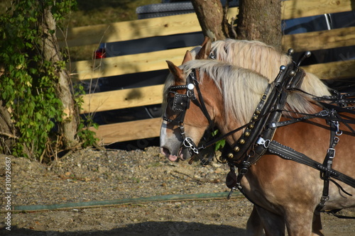 Принти на полотні workhorse