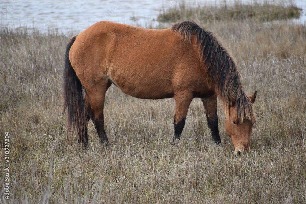Fototapeta premium Wild horses 